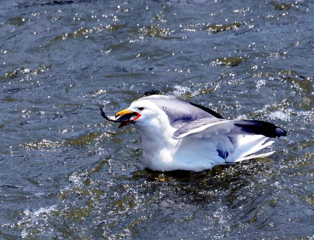 Van ekonomisine byk katk salayan inci kefallerinin remek iin balatt bu grsel len, her yl binlerce kii tarafndan ilgiyle izleniyor. 