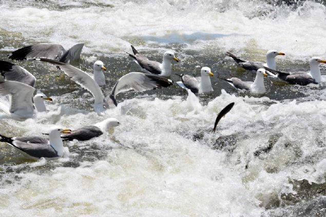 nci kefalleri nesillerini devam ettirebilmek iin youn aba harcarken, martlar da karnlarn doyurmaya alyor. 
