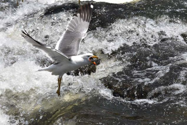 Her yl alnan gvenlik nlemi sayesinde kaak avclk biraz daha zorlarken, bu sayede gldeki balk miktar da artmaya balad. 