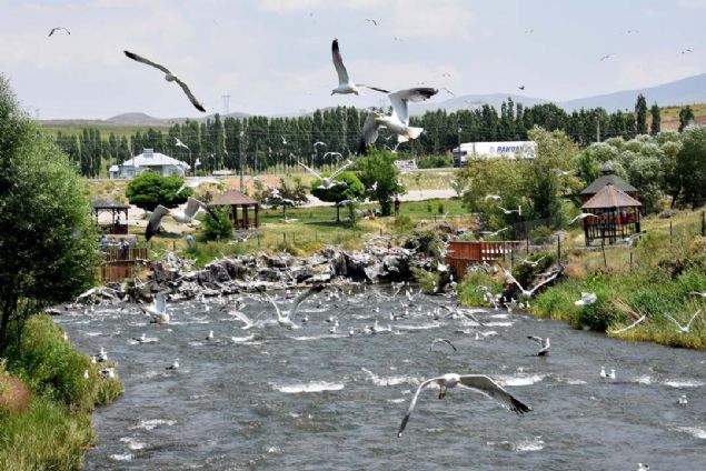 BALIKLARIN REME G, MARTILARA ZYAFET SUNUYOR  <br><br>  Balk gn frsat bilen martlar ise g sresi boyunca derelerde inci kefallerini avlayabilmek iin nbet tutuyor.  