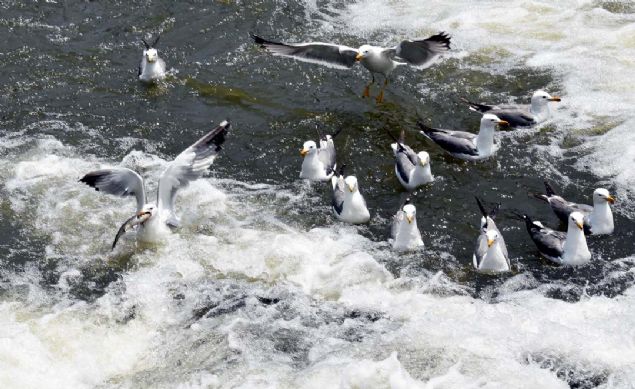 reme g srasnda balklarn en kolay avland bu dnemde gvenlik gleri aldklar nlemlerle kaak avcln nne gemeye alyor. 