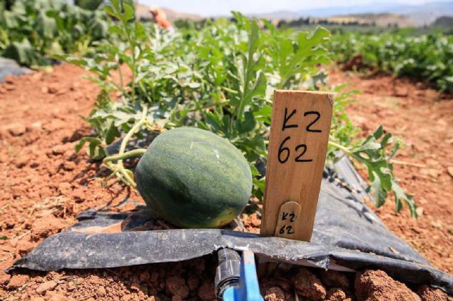 Altrma safhasndan sonra toprakla buluan tohumlardan ayn zelliklere sahip yeni tohumlar elde ediliyor.      