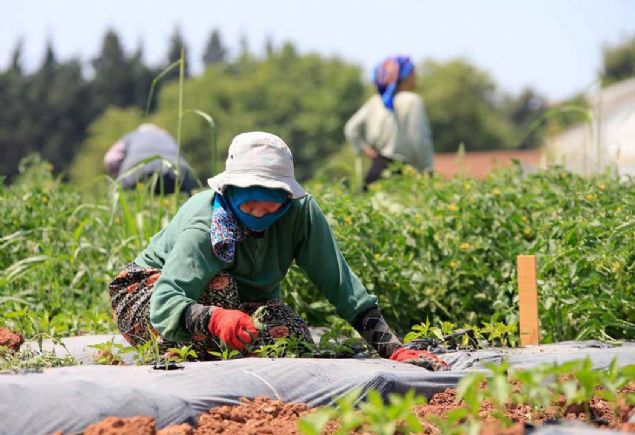 Yeni tohumlarn yars gelecek nesillere aktarlmas iin tekrar bankada korumaya alnyor.      