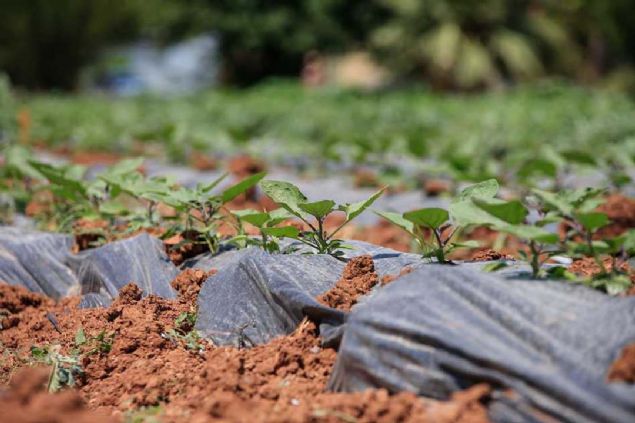 Gdann dnyadaki en nemli konulardan biri olduunu, tohumlarn muhafazasnn byk nem tadn vurgulayan Pekssl, Ulusal Tohum Gen Bankas'nda 4 bine yakn trden 60 bin civarnda tohumun saklandn ifade etti.   
