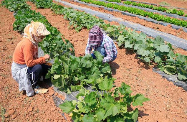 Tohumun iinde ya iermeyen buday ve arpa gibi tohumlar sfr veya sfrn altnda 18 derecede yzde 6 rutubette 50 yl saklanabilir. Susam gibi yal tohumlar ise 20-30 yl ierisinde yenileme ihtiyac doar. Periyodik olarak biz imlenme testleri yaparz.' diye konutu.   