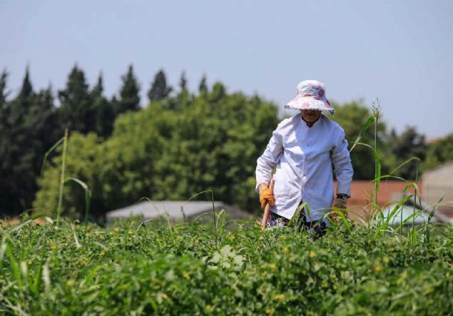 Pekssl, tohumlarn tamamnn gemiten bu yana Trkiye'nin eitli yerlerinde yetitirilen 'ata tohumlar' denilen yerel tohumlar ve bunlarn yabani akrabalar olduunu kaydederek,   