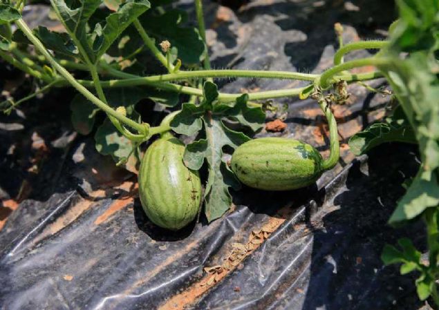 'Bebek gibi bakyoruz'  <br><br>  Bankadaki tohumlarn dnya standartlarnda saklama koullarna gre saklandn dile getiren Pekssl, yle devam etti:    