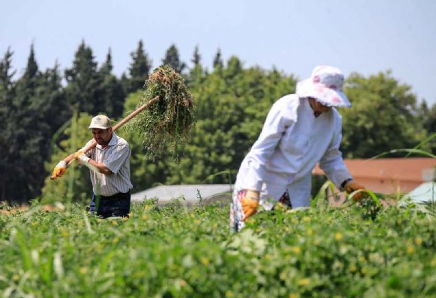 Mesela bankadan yenileme iin dikilen karpuz , 30 yl nceki verim ve zellikleri aynen korunuyor. Hi bir ekilde deiiklie uramyor.' 