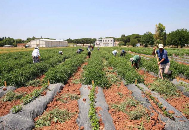 'Gen bankasndaki tohumlarn tamam 1963 ylndan beri saklanyor. Buday, arpa, yulaf, avdar, domates, biber, kabak, kavun, karpuz, nohut, fasulye, brlce, ss bitkileri gibi ok sayda eit var...   