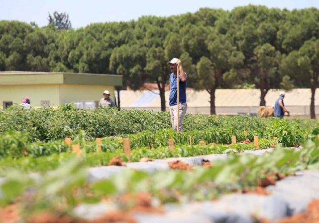 'Biz burada tohumu uyutuyoruz, ierisindeki su miktarn indiriyoruz. O ekilde uyumaya alyoruz. Onlar aldmzda doduran tarlaya getirmiyoruz. Altrma periyotlarndan geiriyoruz. Sfrn altnda 18 dereceden alnan tohumu tarlaya getirirseniz tohumu kaybedebilirsiniz...   