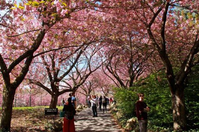 Brooklyn Botanik Bahesi, New York City, New York, ABD   