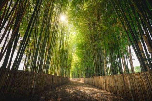 Bambu korusu, Chiang Mai, Tayland   