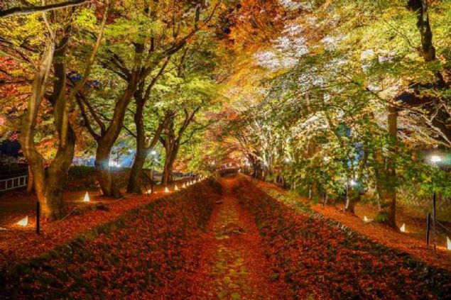 Akaaa Koridoru, Kawaguchi Gl, Fujikawaguchiko, Japonya   