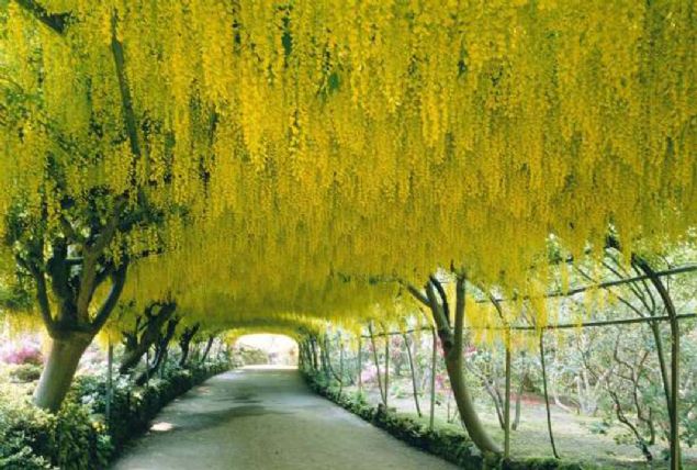 Sarsalkmlar, Bodnant Bahesi, Galler   