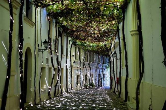 Asmalarla kaplanm sokak, Cdiz, spanya   