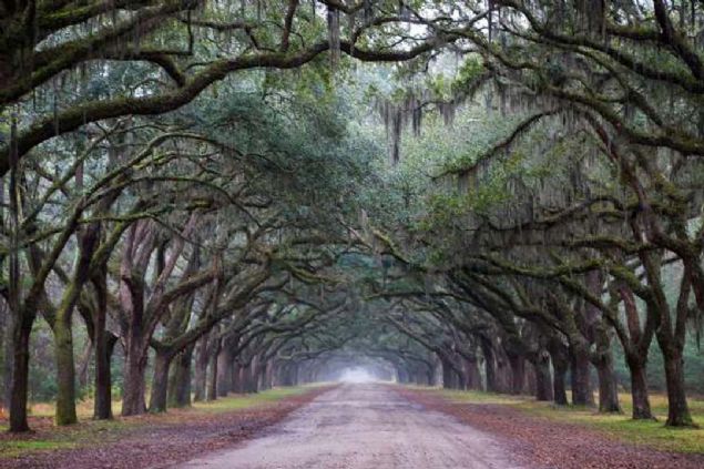 Wormsloe, Savannah, Georgia, ABD   