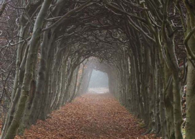 Karanlk bir aa tneli, Hollanda,  