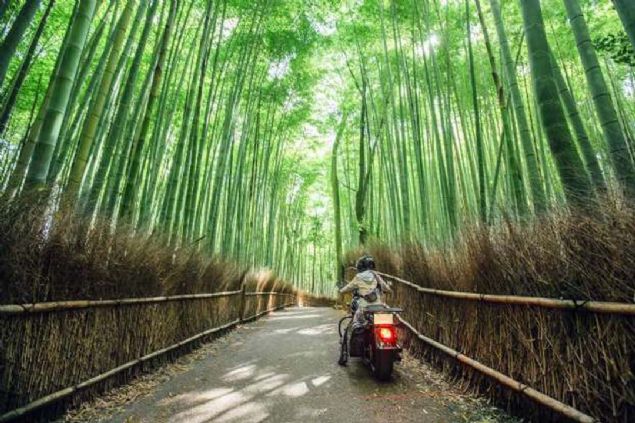 Arashiyama Bambu Korusu, Kyoto, Japonya  <br><br>  (MSN)  