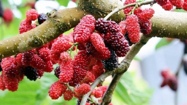 Ayrca erez olarak dut kurusu da yenebilmektedir. Kendi kendine hi bakm gerektirmeden de yetiir.   <br><br>  Benim nerim, sabah kahvaltsna ok yakt ynndedir fakat kilo problemi yaayanlara az miktar yemelerini tavsiye ediyorum.     