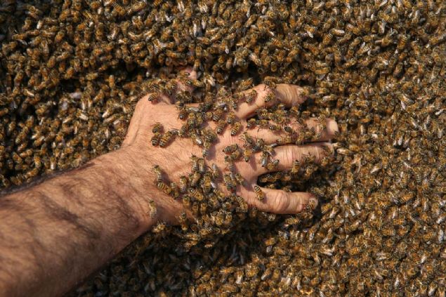 �nternette ar�c�l�kla ilgili ara�t�rma yaparken Guinness'in '�zerine en �ok ar� toplama rekoru' hakk�nda bir yaz�yla kar��la�an Semo, o g�nden beri bu hayalini ger�ekle�tirmek i�in denemeler yap�yor.    