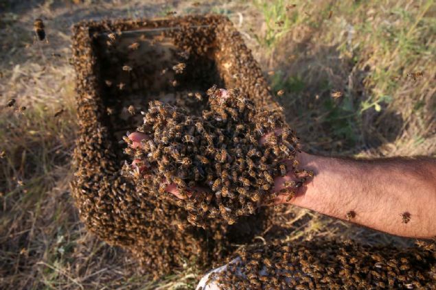 Yakla��k 2 saatlik �al��man�n ard�ndan bedeninin b�y�k b�l�m� ar�larla kaplanan Semo, AA muhabirine yapt��� a��klamada, bu rekoru tek ba��na k�rmas�n�n zor oldu�unu, meslekta�lar�n�n deste�ine ihtiya� duydu�unu s�yledi.    