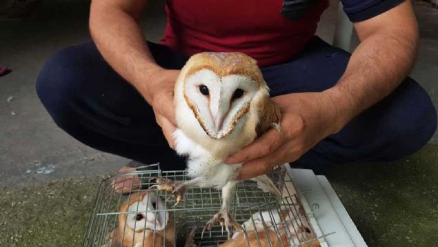 Ses eskiden baca olan yerden geliyordu. Ben de duvar krdm bu kular kardm. Hatta bir tanesi de ieride lmt' eklinde konutu.   