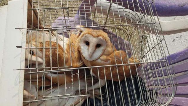 Fatma Tan ve akrabalar sesin nereden geldiini bulmak iin evin ierisini ve evresini arasalar da bulamadlar.    