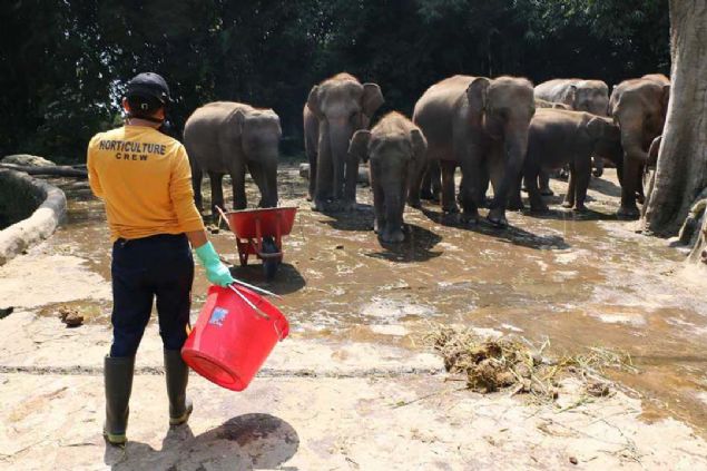 Bogor kentindeki Taman Safari Endonezya Hayvanat Bahesi'nde, lkenin Sumatra Adas'na zg Sumatra fillerinin dklar tamamen doal yollarla yedi aamada kada dntrlyor.  