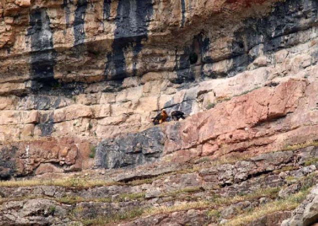 Bu kuun, beslenme ekliyle en dikkat ekici akbabalar arasnda yer aldna dikkati eken Aydn, yle devam etti:  