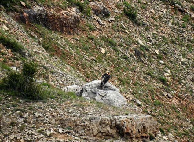 Aydn, sakall akbabalarn yuvalarn karanlk, kuzeye bakan maaralara, sarp kaya kovuklarna, yerleim yerlerinden uzak ve yksek da ile kayalk vadilere yaptn bildirdi. 