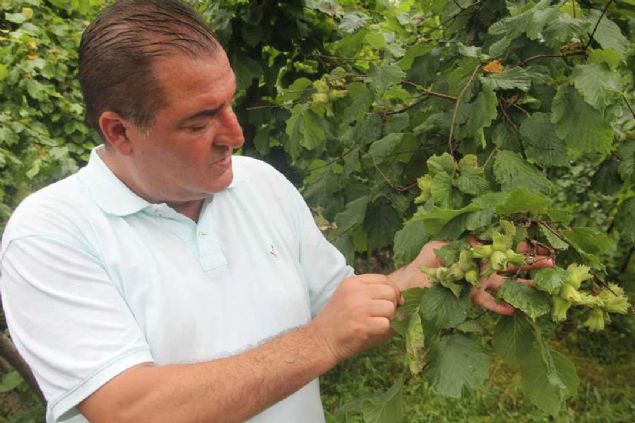 'TEDB�R ALINMAZSA FINDIK YOK OLACAK'  <br><br>  F�nd�kta tehlikenin boyutunun b�y�k oldu�una dikkat �eken Ulusal F�nd�k Konseyi Ba�kan� Sebahattin Arslant�rk, kahverengi kokarca b�ce�inin 3 y�ld�r �r�ne ciddi zararlar verdi�ini s�yledi.   