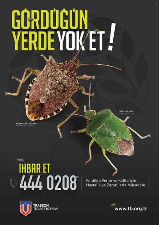 Tuzaklar kuruldu�u yerden 2 kilometrekarelik alanda bulunan kahverengi kokarca b�ceklerini �ekerek yok edebiliyor. Kahverengi kokarca ile m�cadele i�in ihbar hatt� da kuruldu. �reticilerden b�ceklere rastlan�lmas� halinde '444 02 08' numaral� hatta ihbarda bulunmalar� istendi.   