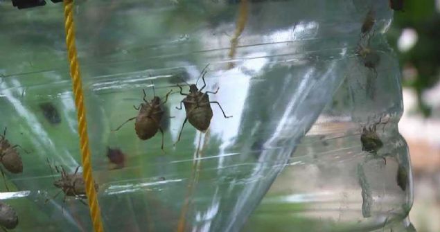 G�rcistan'dan T�rkiye'ye geldi�i belirlenen ve g�nde 30 kilometre yol kateden b�cekler, yapraklar�n� yedi�i suyunu emdi�i f�nd�k a�a�lar�n�n k�k�n� kurutuyor.   