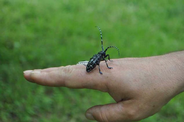 �ld�rerek yok edemiyoruz. Ba� etmemiz m�mk�n de�il. Evlerimizde de oturamaz olduk. Ciddi bir istila var burada. B�yle giderse buralar� da terk etmek zorunda kalaca��z� diyerek �nlem al�nmas�n� istedi. 