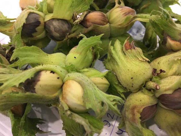 Bu y�l da yeniden ortaya ��kan b�cekler i�in yay�l���n ba�lad��� Artvin'de m�cadele y�r�t�l�yor. Artvin'de, Karadeniz Tar�msal Ara�t�rmalar Enstit�s� taraf�ndan geli�tirilen kitlesel yakalama ama�l� 450 feromen tuzak bah�elere kuruldu.   