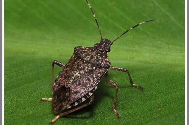 Bu y�l yeniden ortaya ��kan b�ceklerin yay�l���n�n ba�lad��� Artvin'de m�cadele y�r�t�l�yor. Artvin'de,Karadeniz Tar�msal Ara�t�rmalar Enstit�s� taraf�ndan geli�tirilen kitlesel yakalama ama�l� 450 feromen tuzak bah�elere kuruldu.   