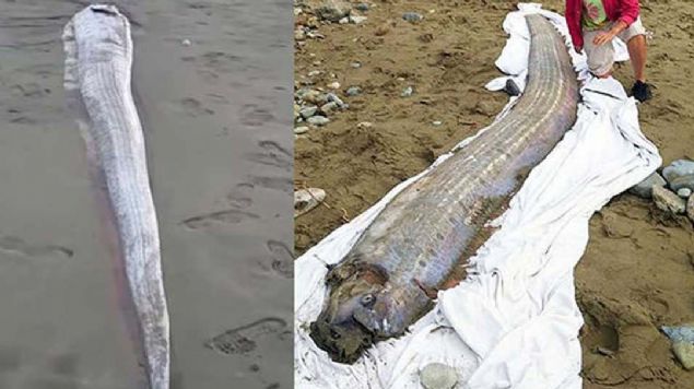 B�lge halk� K�rek Bal���'n� g�r�nce 'Deprem mi olacak' korkusuna kap�ld�.   <br><br>  Korkunun nedeni bir Japon efsanesine g�re K�rek bal���n�n deprem habercisi olmas�.    