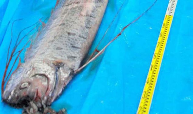 8 b�y�kl���ndeki depremden �nce �lkenin Mancora kentinde yer alan Vichayito Plaj�'nda k�rek bal��� g�r�lm��t�.  