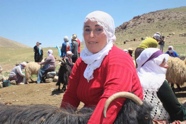 Gnlerce tuz iinde bekletilen salamura peynir, peynir suyuyla ykandktan sonra tam kurumas iin birka saat bekletiliyor.  