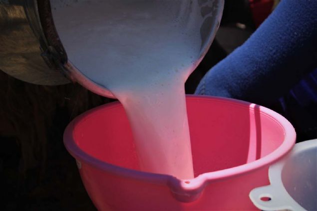 Van'n Grpnar ilesine bal Baryank Mahallesi'ndeki berivanlar (st saan kadn), otlu peynirin retimi iin sabahn ilk klaryla birlikte yaylalarda bulunan hayvanlardan st samak iin yola kyor.  