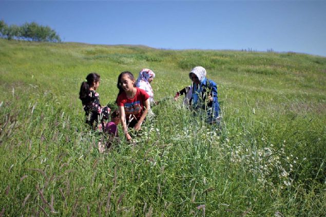 Van'a zg 30 farkl rnle hem gze hem de mideye hitap eden Van kahvaltsnn en nemli rnlerinden olan otlu peynir, reticinin byk zahmetleriyle sofralara geliyor.   