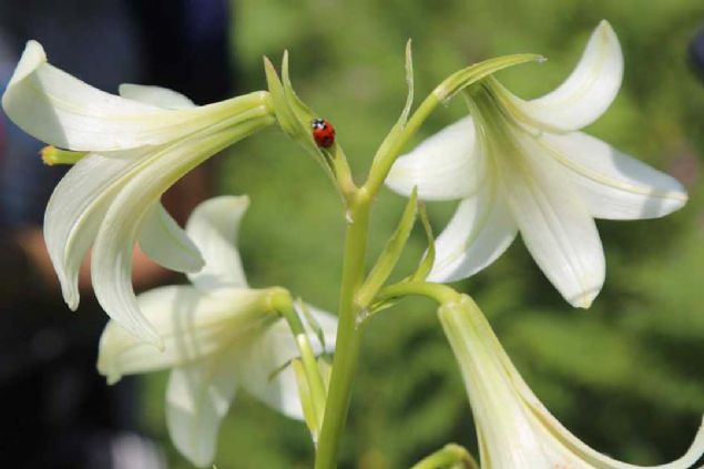 Kesinlikle bu bitkinin koparlmasna ve tanmasna msaade etmesinler.' diye konutu. 