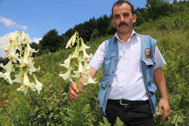 Akku Orman letme Mdr Soner Ylmaz, AA muhabirine yapt aklamada, 'Mis/Akku Zamba'nn dnyada sadece Akku ilesinde yetitiini belirterek, ilk defa 1993 ylnda iki bilim adam tarafndan fotoraflandn syledi. 