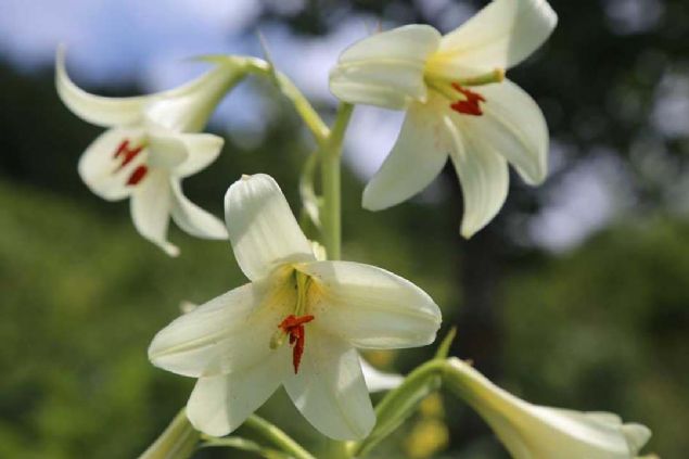 Ylmaz, yaklak 1,5 metre boyunda olan 'Mis/Akku Zamba'nn bu aylarda iek amaya baladn ve grenleri bylediini kaydederek, iklim artlarna gre bitkinin 15-20 gn mr olduunu aktard. 