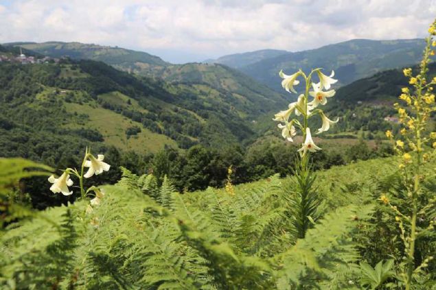 Akku ile krsalnda dalk blgede haziran aynda kendisini gsteren ve 15-20 gnlk mr olan soanl bitki tr Mis/Akku Zamba, merakllar blgeye ekiyor.  
