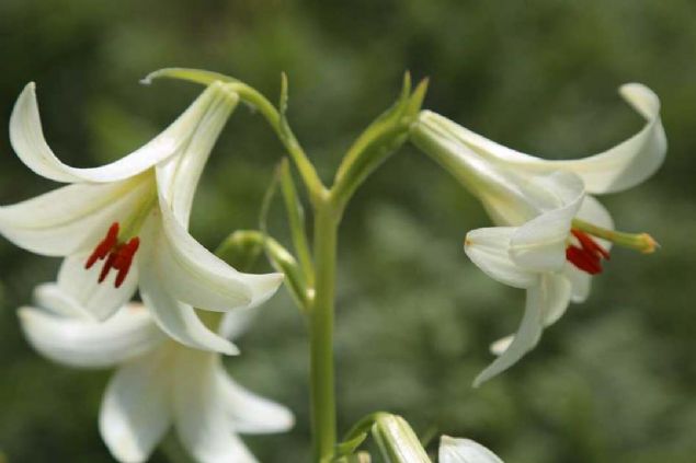 Zengin floraya sahip Ordu, 130'u endemik olmak zere bin 700'n zerinde kaytl bitki trne ev sahiplii yapyor.   