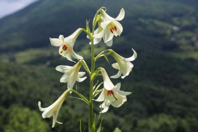 Daha sonra yrtlen bilimsel almalar sonucunda zamban 1998 ylnda literatrde yerini aldn kaydeden Ylmaz, bitkinin Latince 'Lilium Akkusianum' olarak bilindiini ifade etti.  