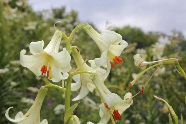 Bitkinin yaklak 2 bin rakml yrede yetitiini kaydeden Ylmaz, 'Mis/Akku Zamba'nn orman sahalarnn nemli ksmnda grldn bildirdi. 