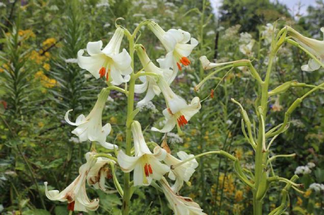 Vatandalara arda bulunan Ylmaz, 'Yre halkmz bu bitkinin yannda yabanc ve pheli birini grdklerinde hemen kolluk kuvvetlerine ve bizlere haber versinler. 