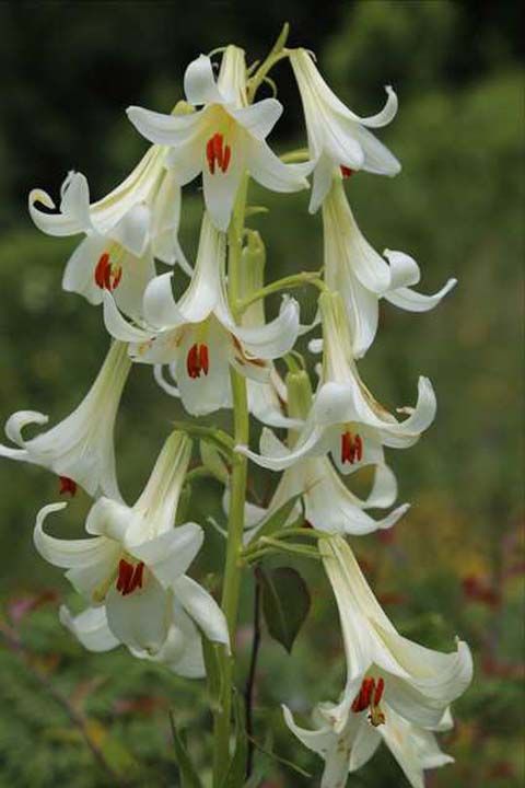 'Korumasn yaptmz bitkilerden biri de Mis/Akku Zamba. Bitki endemik bir tr olduundan zaten koruma altndadr. Bu zamban bir tanesinin kknn koparlmas ya da yerinin deitirilmesinin cezas her bir kk iin 60 bin liradr.' dedi. 